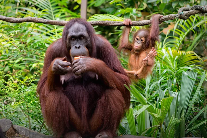 Animal Sanctuaries thumbnail