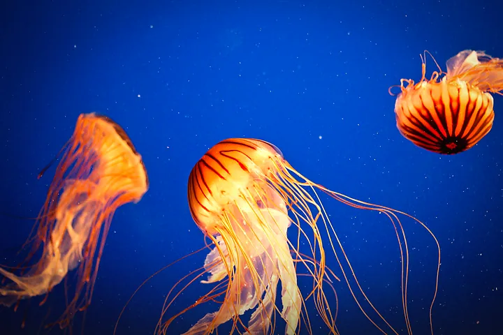Aquariums thumbnail