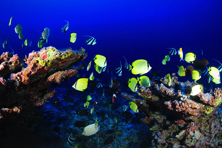 Coral Reefs thumbnail