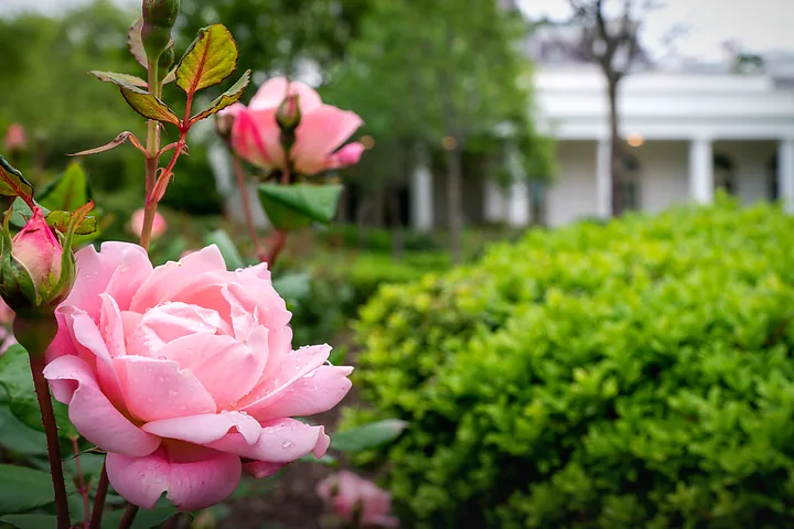 Gardens thumbnail