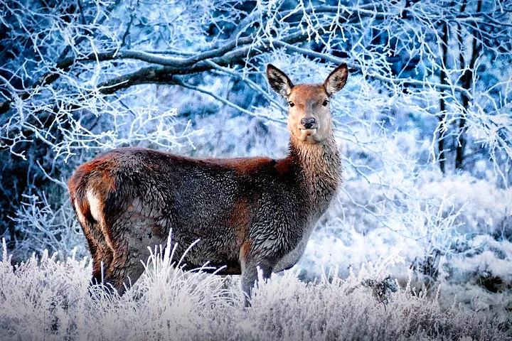 Wildlife thumbnail
