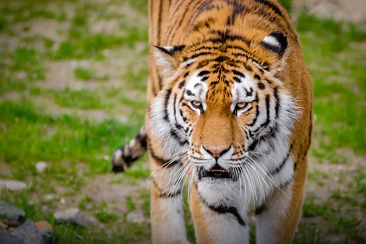 Zoos thumbnail